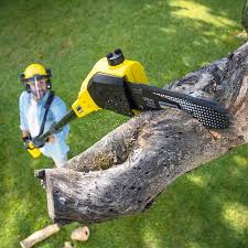 How Our Tree Care Process Works  in  Anaheim, CA