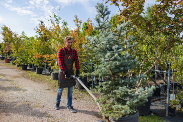 Anaheim, CA Tree Care  Company